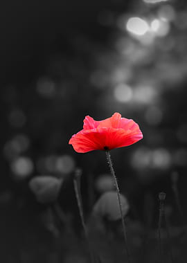 Red Poppy in Black and White