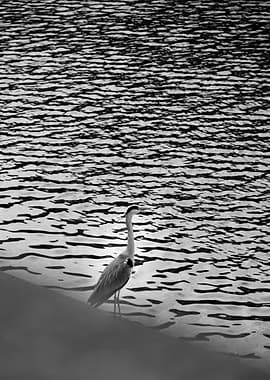 Héron en noir et blanc