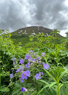 Purple Flowers with Alaskan Mountain Backdrop