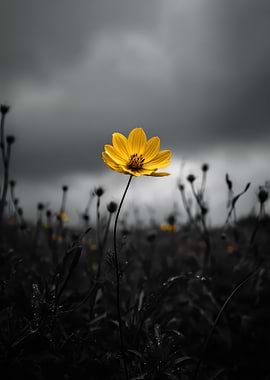 Yellow Flower in Monochrome Field