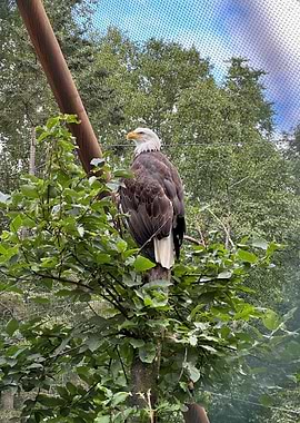 Bald Eagle Perched on Tree Branch