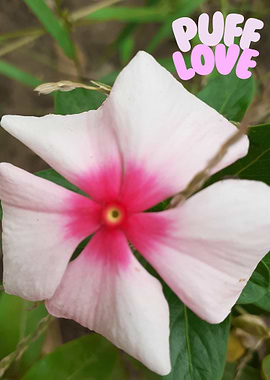 Pink and White Flower with Text