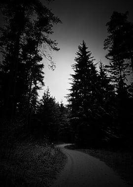 Monochrome Forest Path