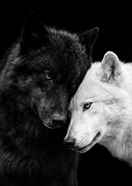 Black and White Wolves Together