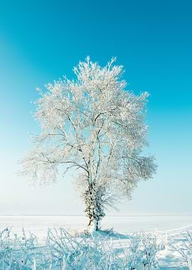 Arbre enneigé