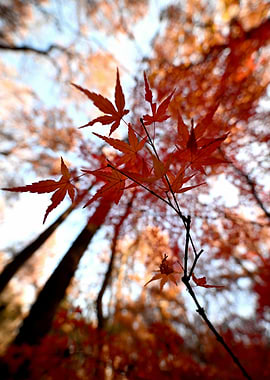 Autumn Maple Leaves in Forest Canopy