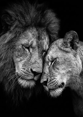 Lion and Lioness Affectionate Portrait