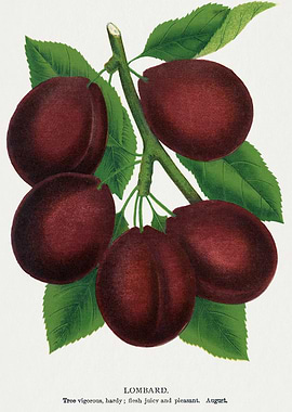 Lombard Plums Botanical Illustration