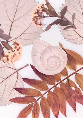 Snail Shell and Dried Leaves Still Life