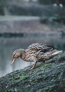 The Way Down – Wildlife Wisdoms