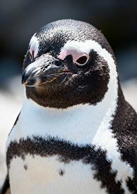 Close-up of a Penguin