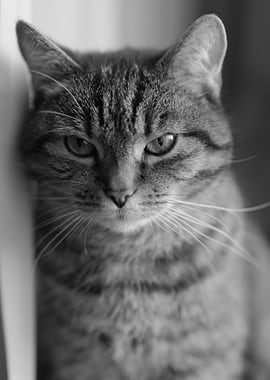 Monochrome Portrait of a Tabby Cat