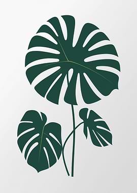 Monstera Leaf Illustration