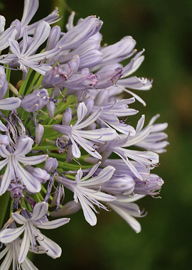 Agapanthus Flower Close-Up