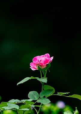 Pink Rose Blossom on Dark Background