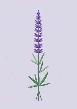 Purple Lupine Flower Illustration
