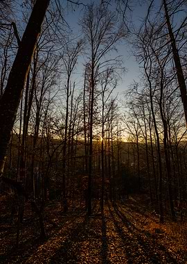 Forest at Sunset