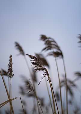 Winter reeds against a pale sky