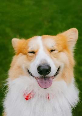 Happy Corgi Dog Portrait