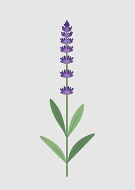 Lavender flower illustration on white background