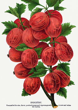 Vintage Gooseberry Illustration