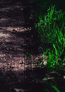 Tire Track on Dirt Path