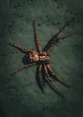 Spider on Green Surface