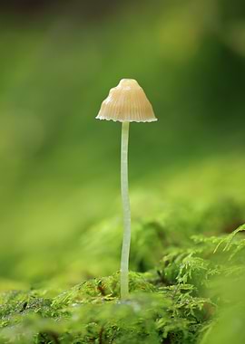 Delicate Mushroom on Mossy Ground