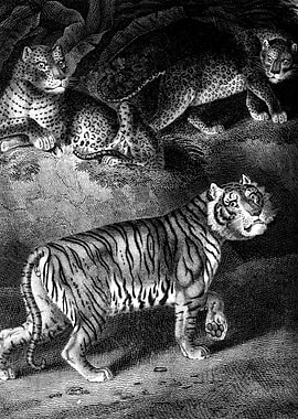 Tiger and Panthers Illustration