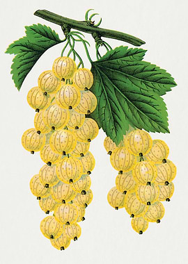 Vintage Gooseberry Botanical Illustration
