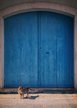 Cat in front of blue door, Mahdia, Tunisia