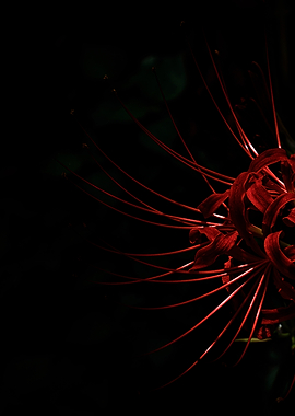 Red Spider Lily on Black Background