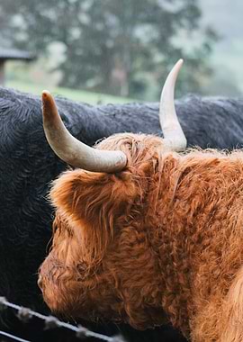 Highland Cattle Portrait