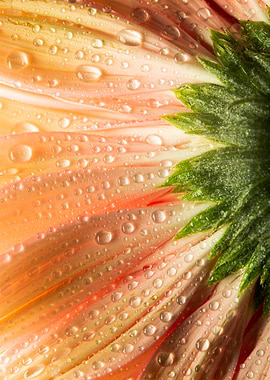 Dewy Gerbera Daisy Close-Up