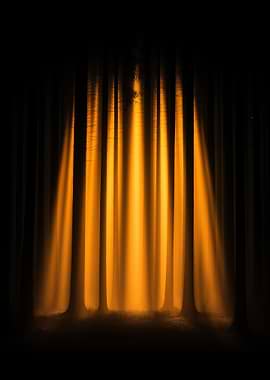 Eerie Forest with Golden Light