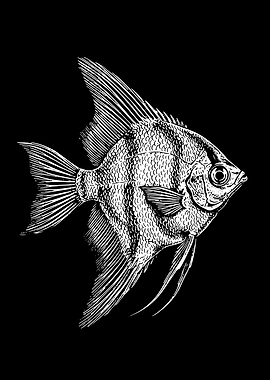 Angelfish detailed Illustration