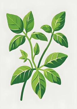 Basil Plant Illustration