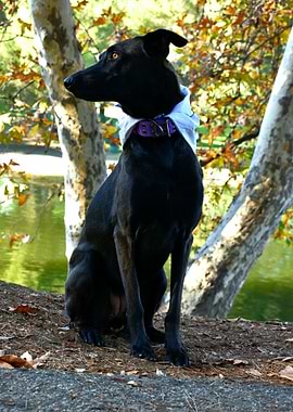 Black Dog with Bandana in Nature