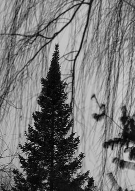 Evergreen Tree with Weeping Willow