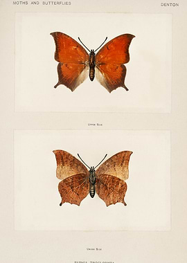 Paphia Troglodyta Butterfly Illustration