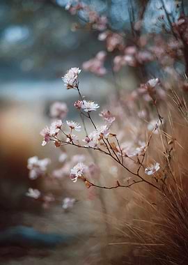 Delicate Pink Blossoms in Soft Focus