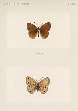 Moths and Butterflies Vintage Illustration
