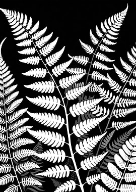 Ferns in Black and White