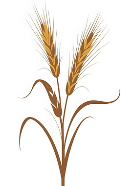 Wheat Stalks Illustration