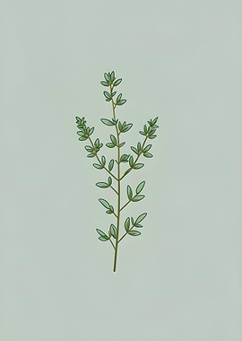 Thyme Sprig Illustration
