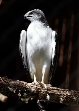 Grey-headed Kite perched on a branch