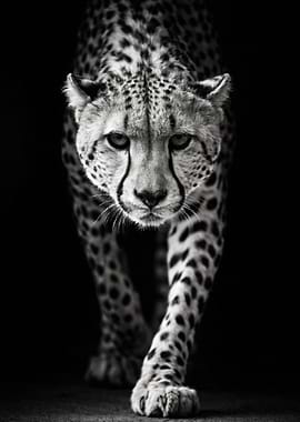 Monochrome Cheetah Portrait