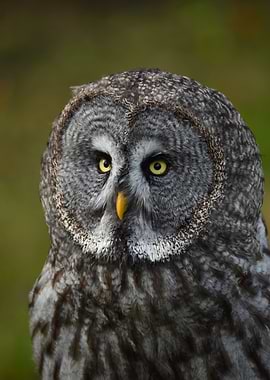 Great Gray Owl Portrait