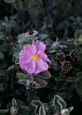 Pink Rockrose Flower Close-Up