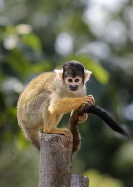 Squirrel Monkey Portrait on Wooden Post